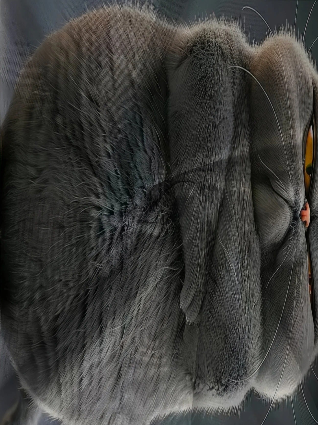 Funny Cat Print T-Shirt